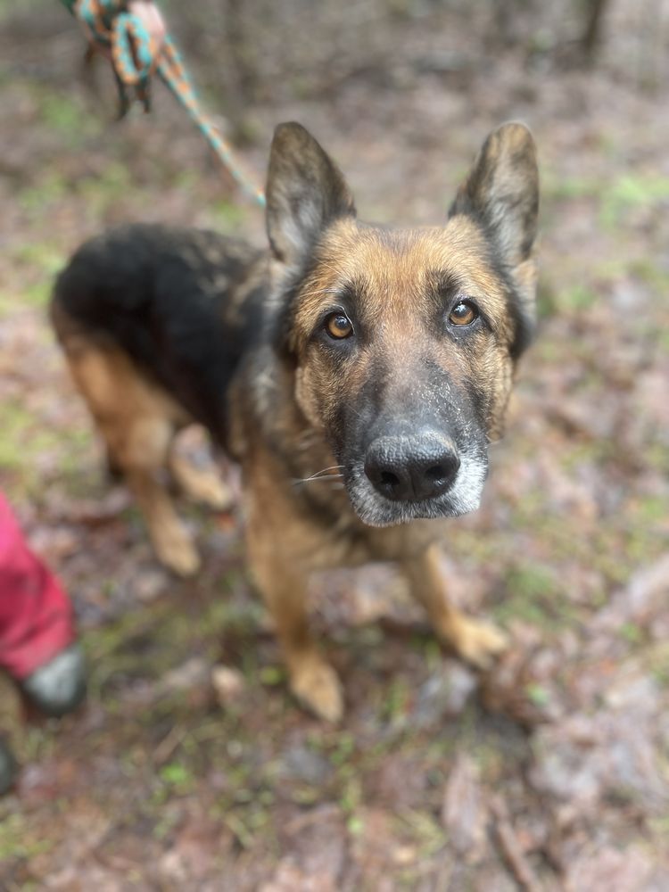 Liszka w typie owczarka niemieckiego poleca się do adopcji