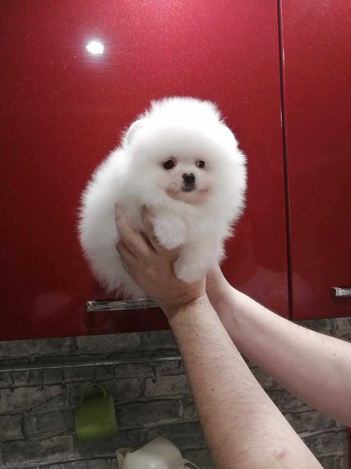 Spitz Alemão Anão/ Lulu da Pomerânia  BRANCO   LOP e AFIXO