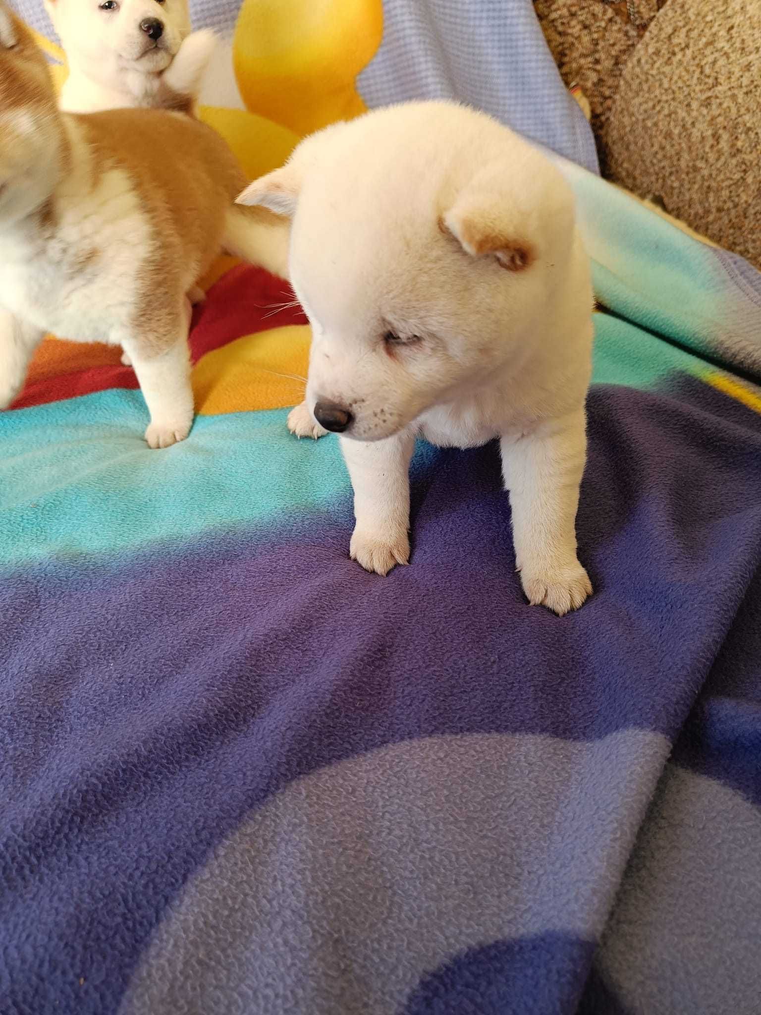 Shiba Inu biały piesek z rodowodem