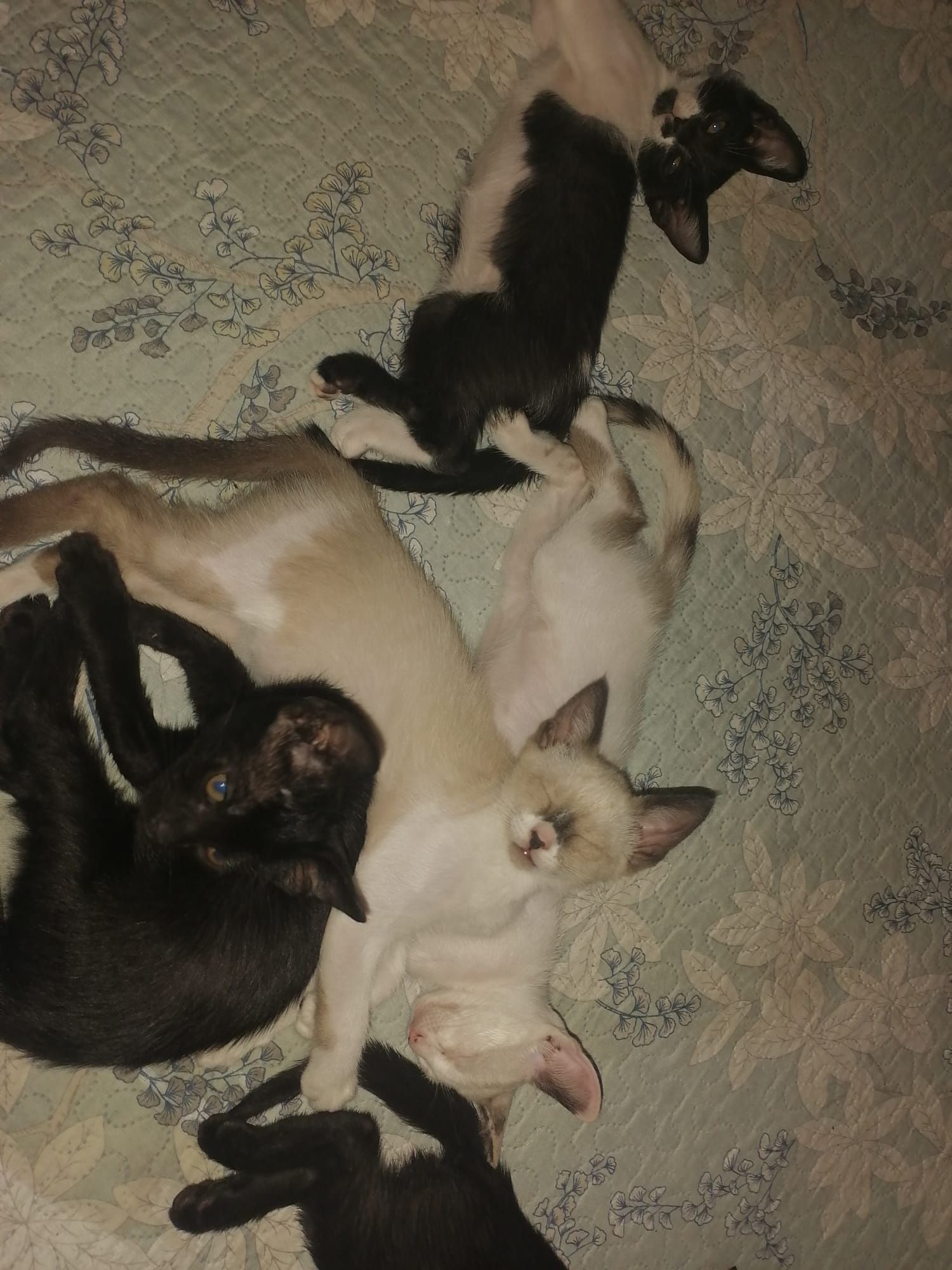 Gatinhos pará dar