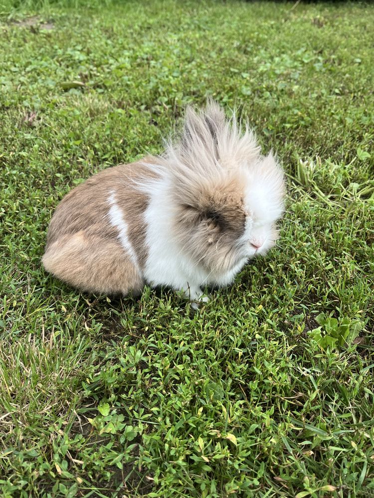 Króczek teddy samiec