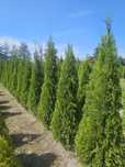Thuja tuja żywotnik zachodni Smaragd 160-180cm producent
