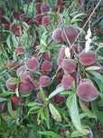 Frutas e legumes