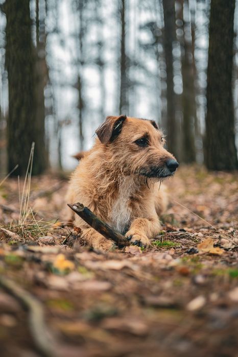Fotograf, ceny od 100 zł !!!