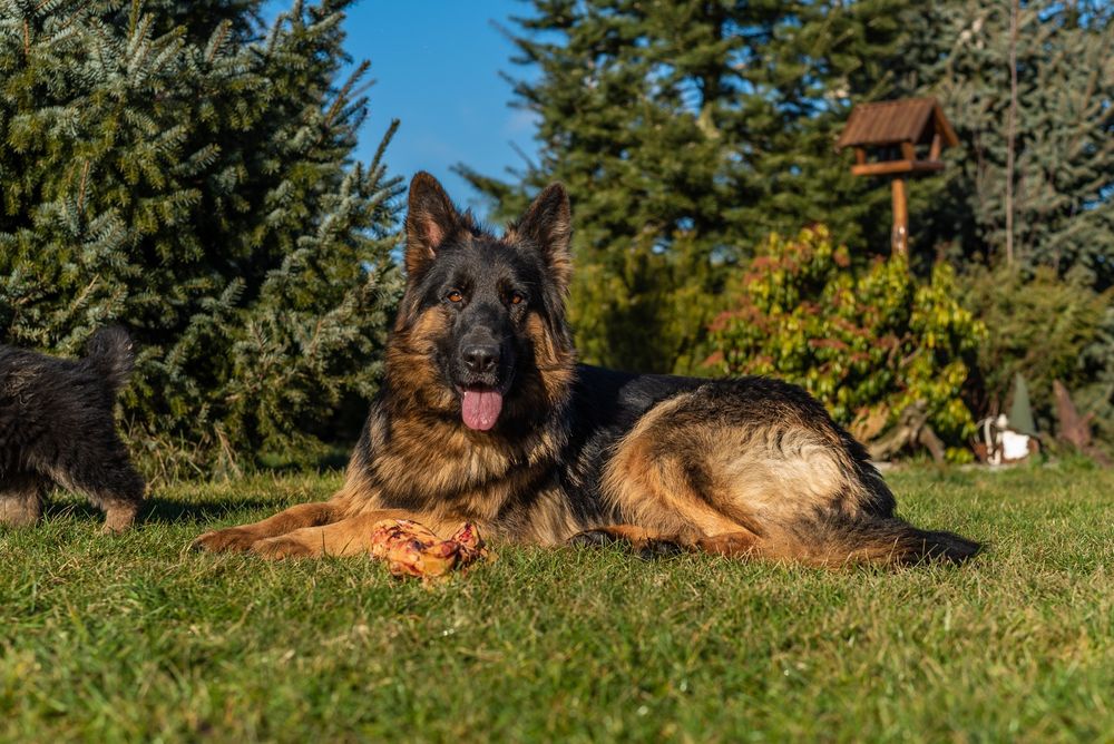 Owczarek niemiecki długowłosy