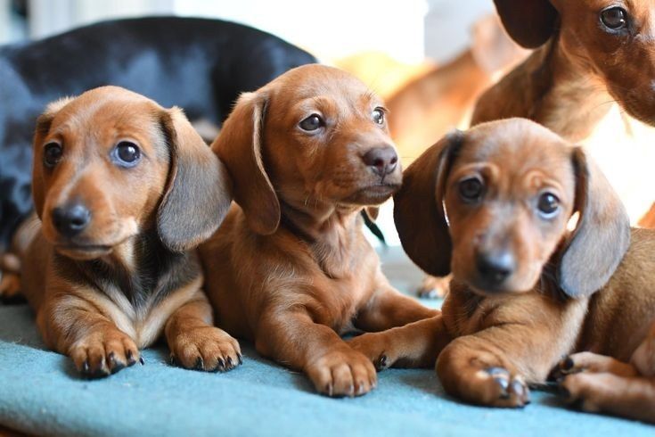 Сонячна аристократка серед такс