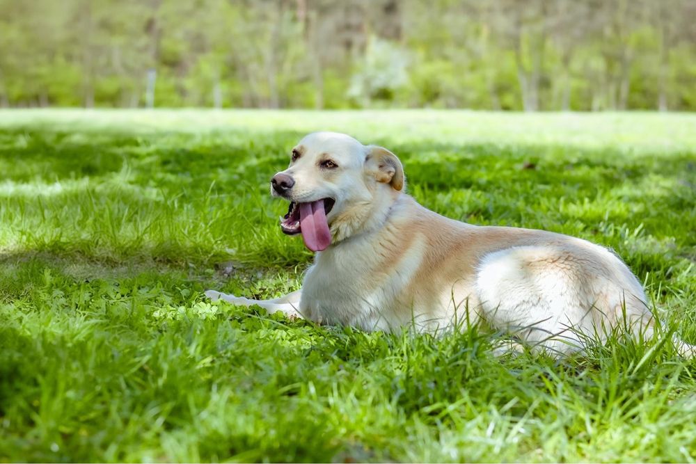 Biały- średniej wielości młody pies do adopcji