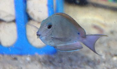 Acanthurus nigrofuscus, ryby morskie.