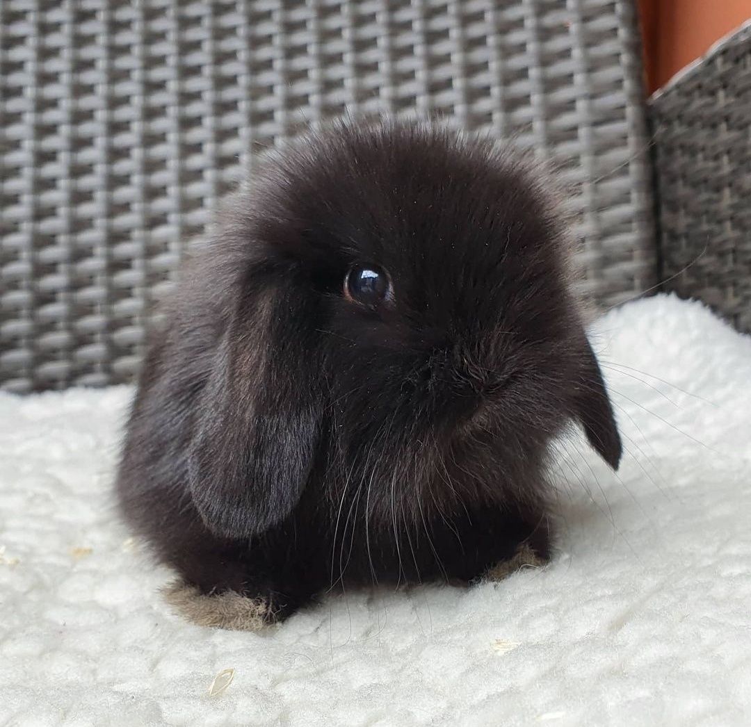 KIT Coelhos anões orelhudos, mini lop adoráveis e muito brincalhões