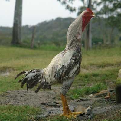 Galinhas e Galos Caseiros