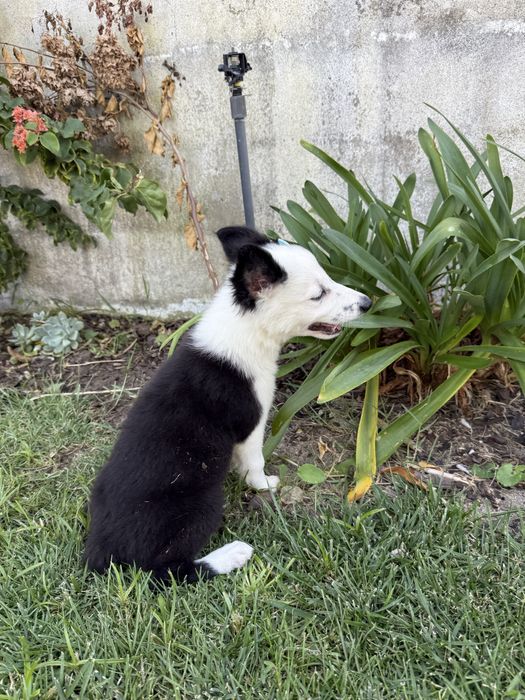 Border collie Preta e branca