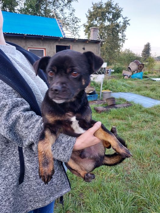 Oddam za darmo małego pieska po kastracji