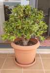 Planta ou árvore de Jade