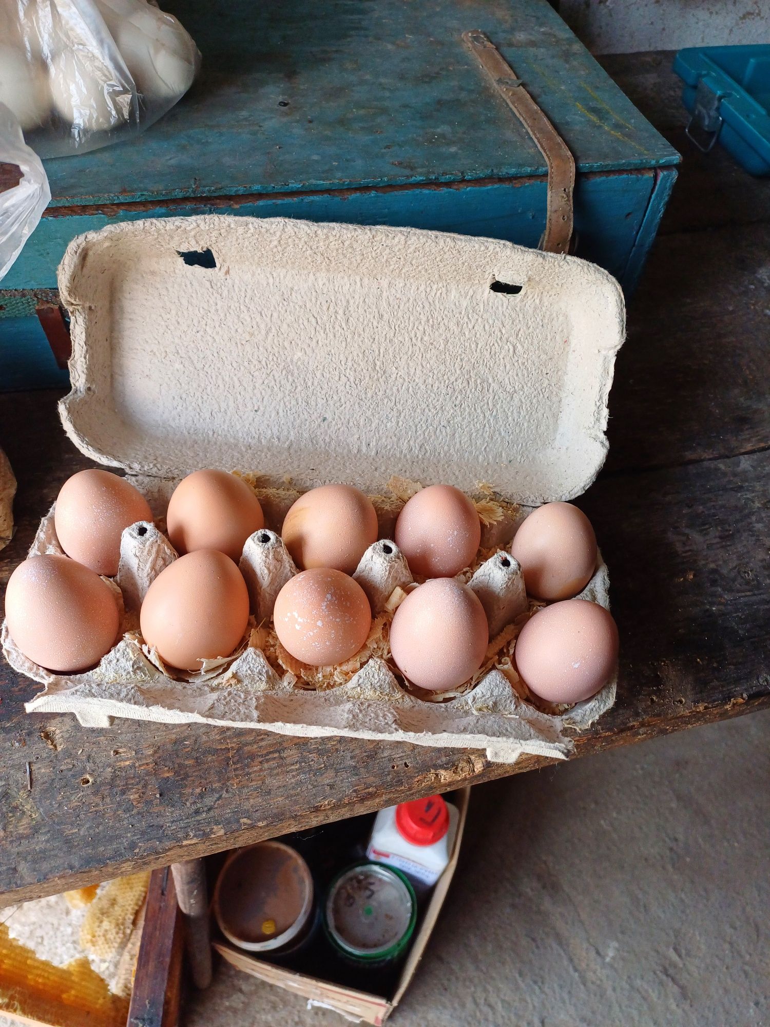 Інкубаційне яйце серебристих фазанів