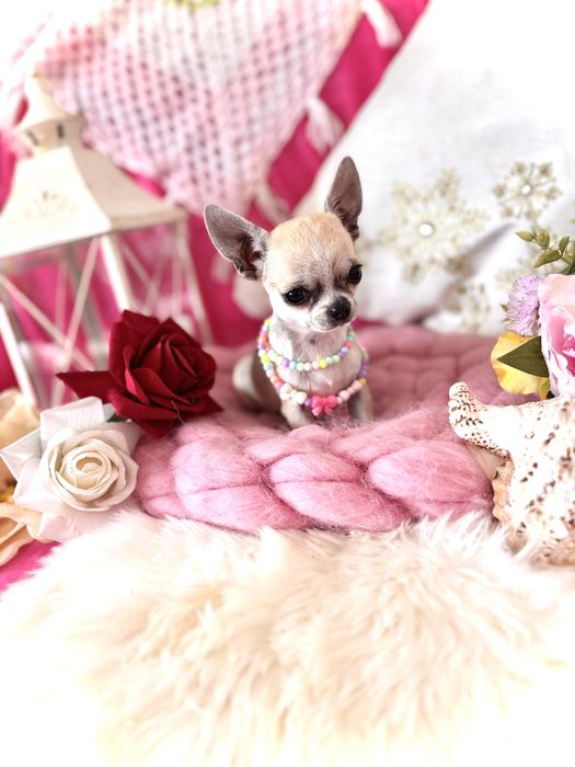 Śliczna  suczka  xs mini chihuahua