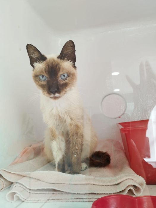 Gatinha para adoção responsável