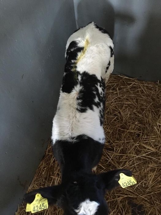 Cielęta.Byczki - dowóz gratis