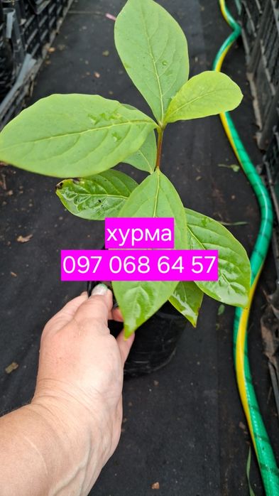 Хурма саджанці. Комплект 3 шт. Морозостійкі. Солодкі .