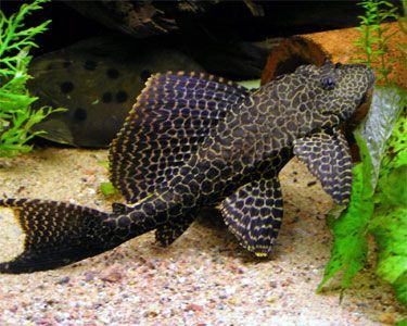 GB Plekostomus (Hypostomus plecostomus)