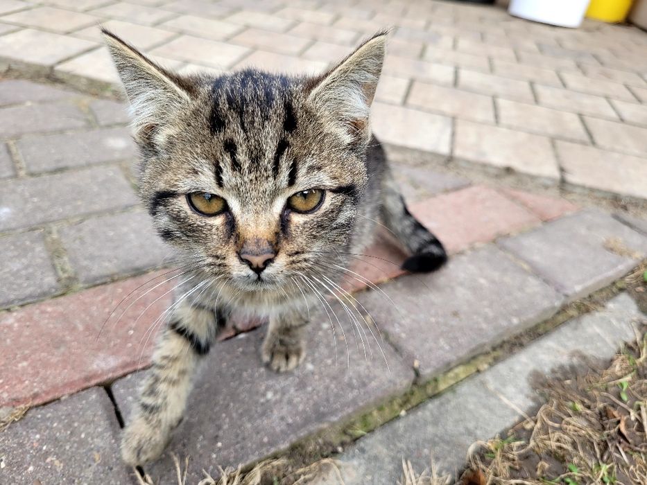 Koty małe do oddania