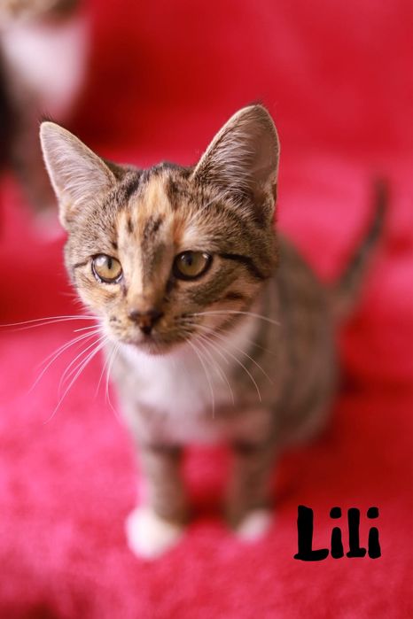 Gdy zimno Ci i źle, do kotka przytul się.. czekają do adopcji