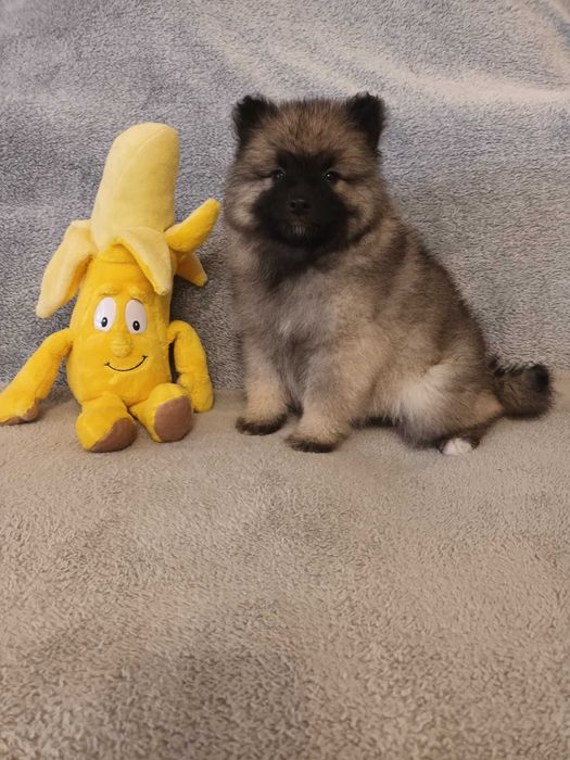 Szpic Wilczy - suczka