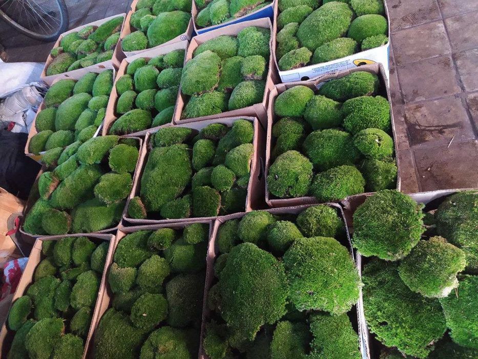 Продам Мох Кочку, свіжозаготовлену