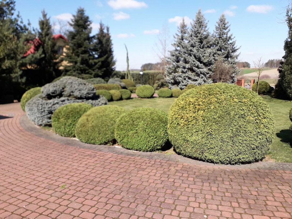 cięcie ozdobne żywopłotów , krzewów strzyżeniem trawników Pabianice
