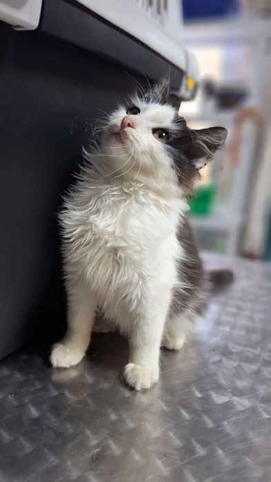 Кошеняткам  потрібна родина!