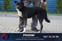 PRZEMI-do adopcji