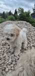 Suczka maltipoo pudel/maltańczyk