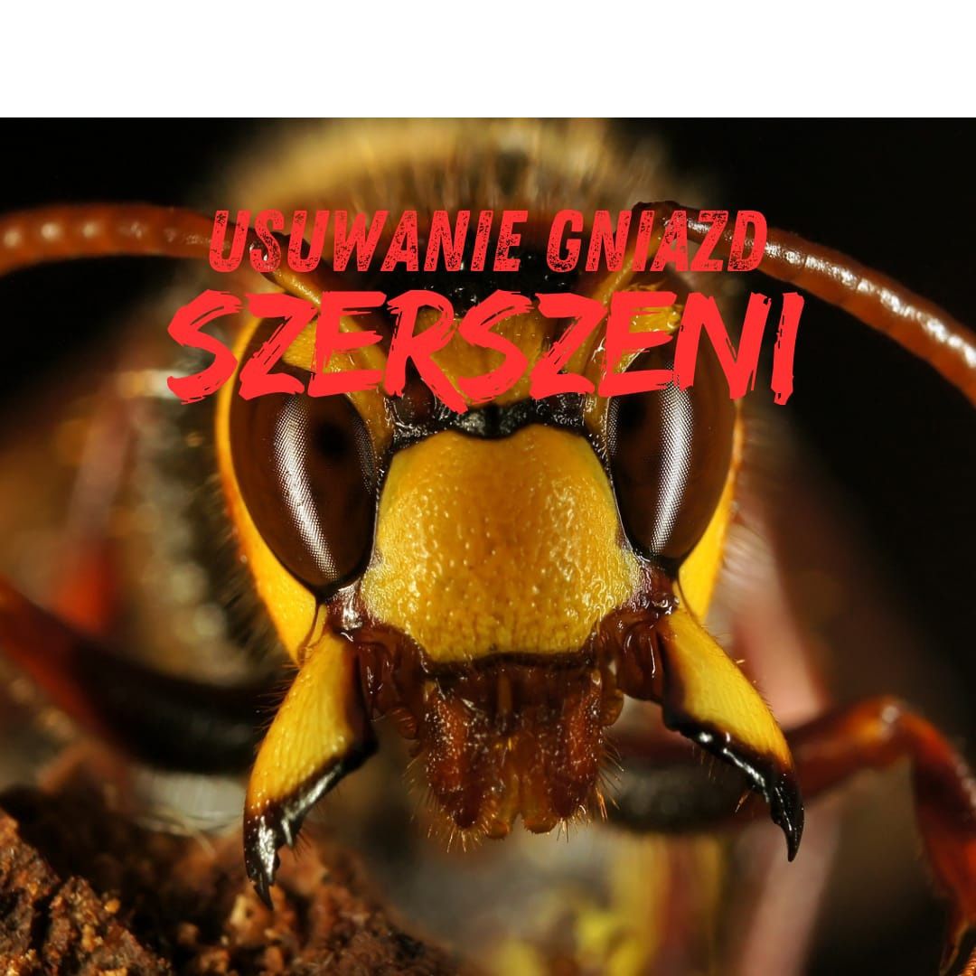 Usuwanie Gniazd Os i Szerszeni - Piotrków Trybunalski i okolice