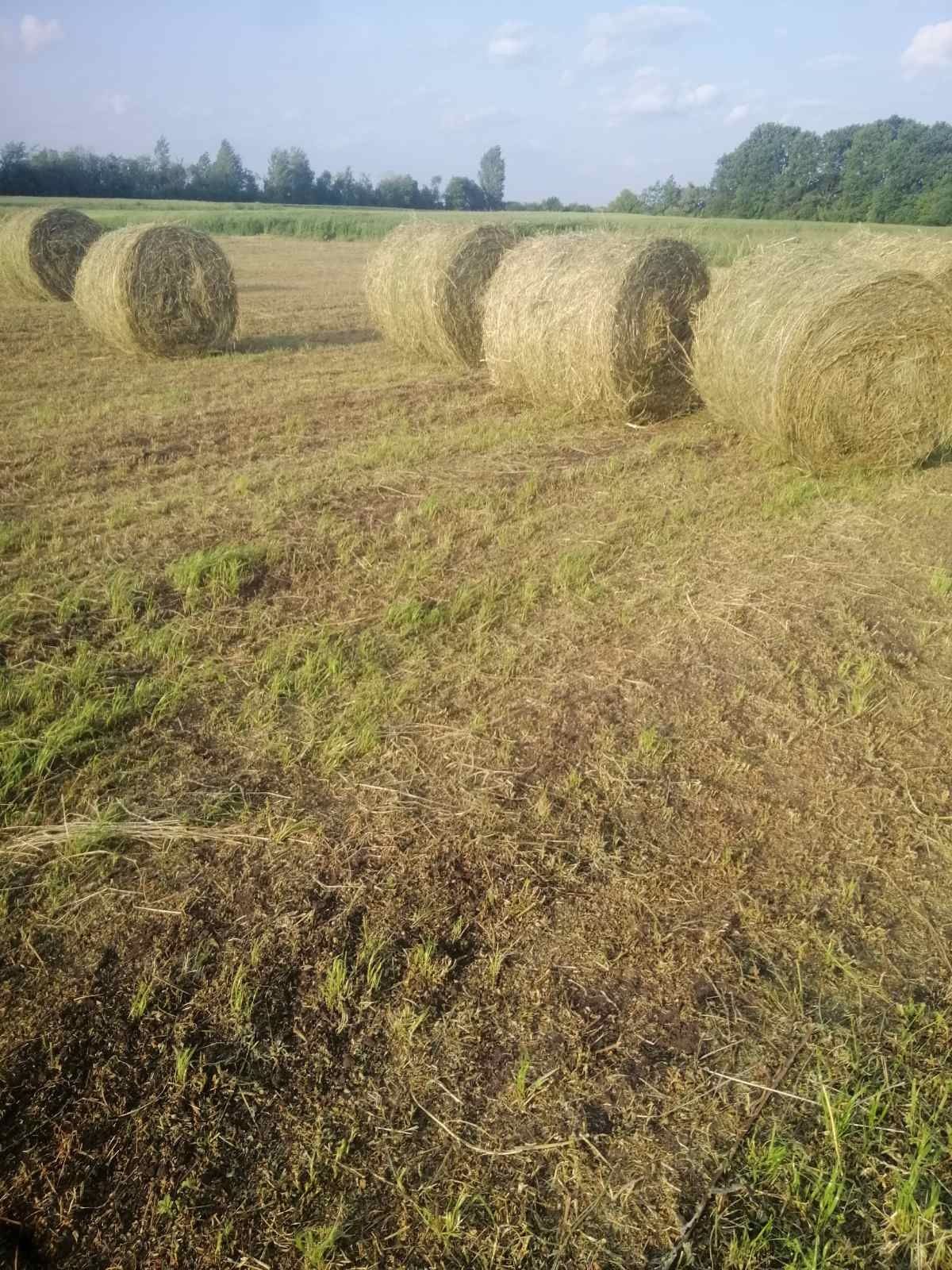 Тюки сіно люцерія