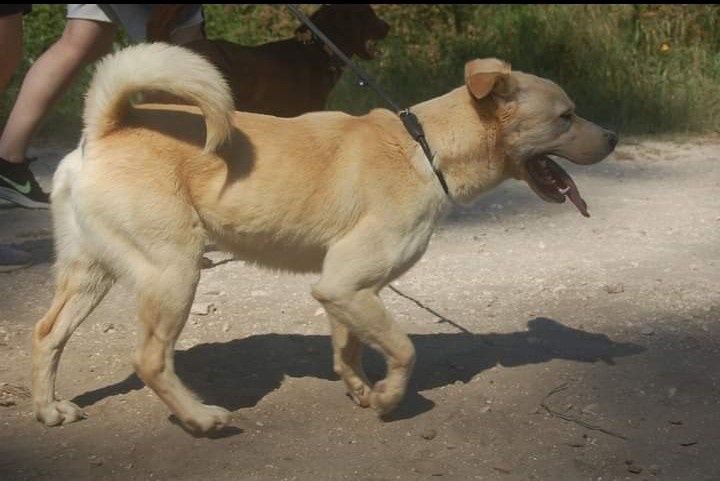 Thor- Cachorro para adoção