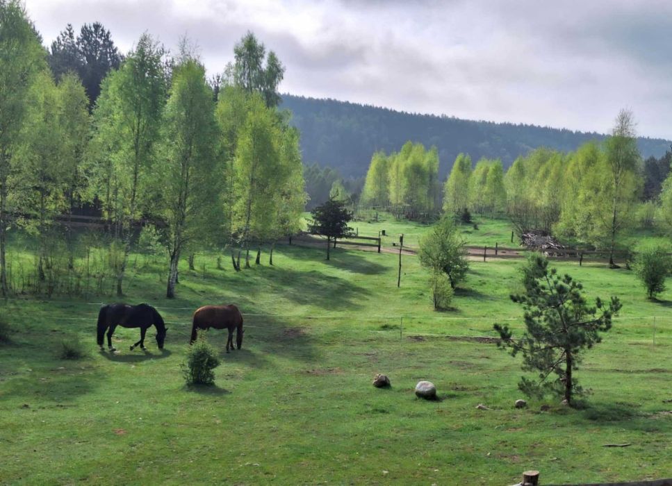 Siedlisko Drzewina - domek na wsi