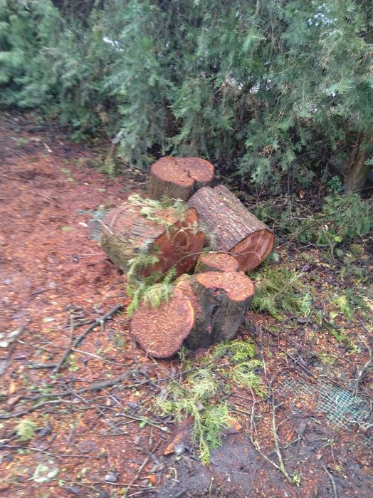 Oddam drewno za darmo