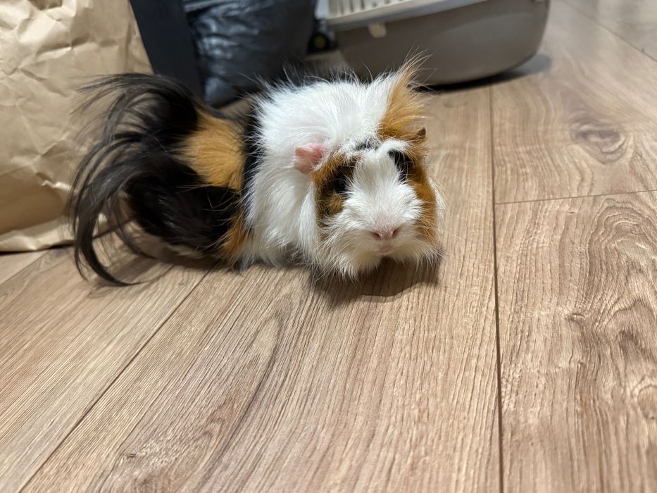 Dwie Świnki morskie z klatką i wyprawką