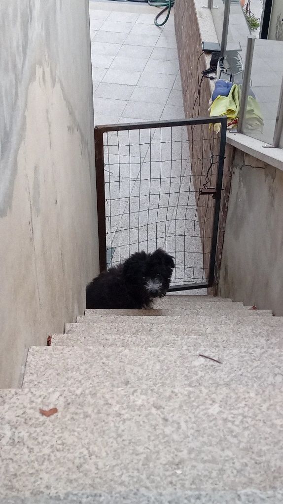 Cãozinho para adoção