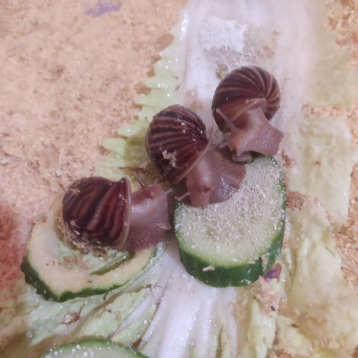 Равлики Ахатіна продам