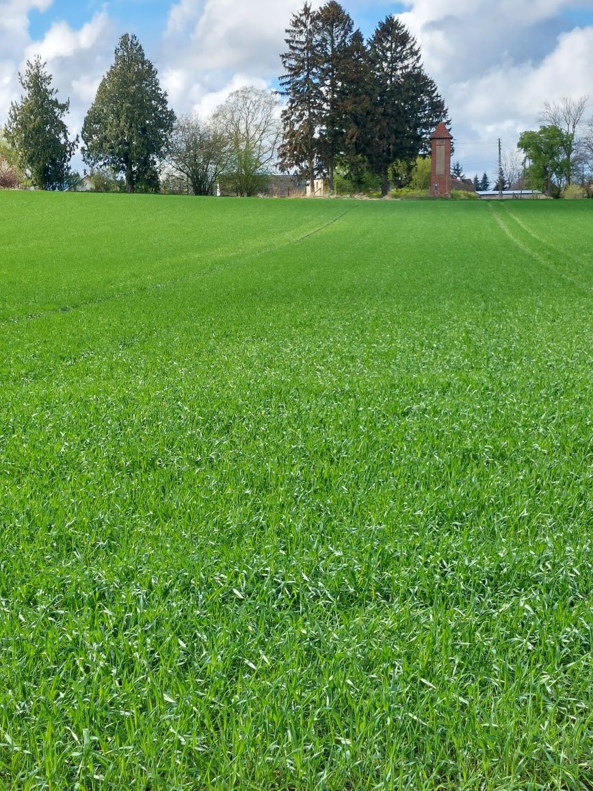 Działka budowlana Rzęskowo ul.Olchowa