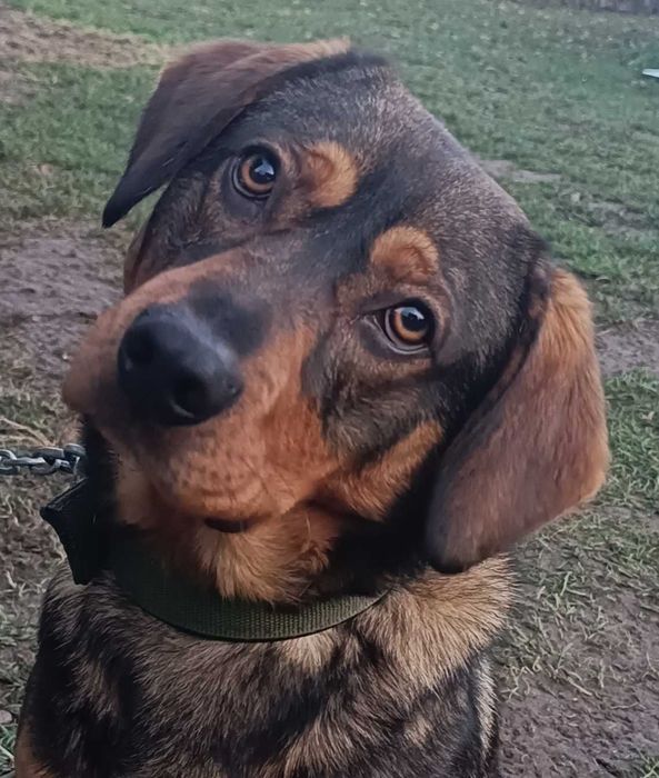 Oddam pasa za darmo.