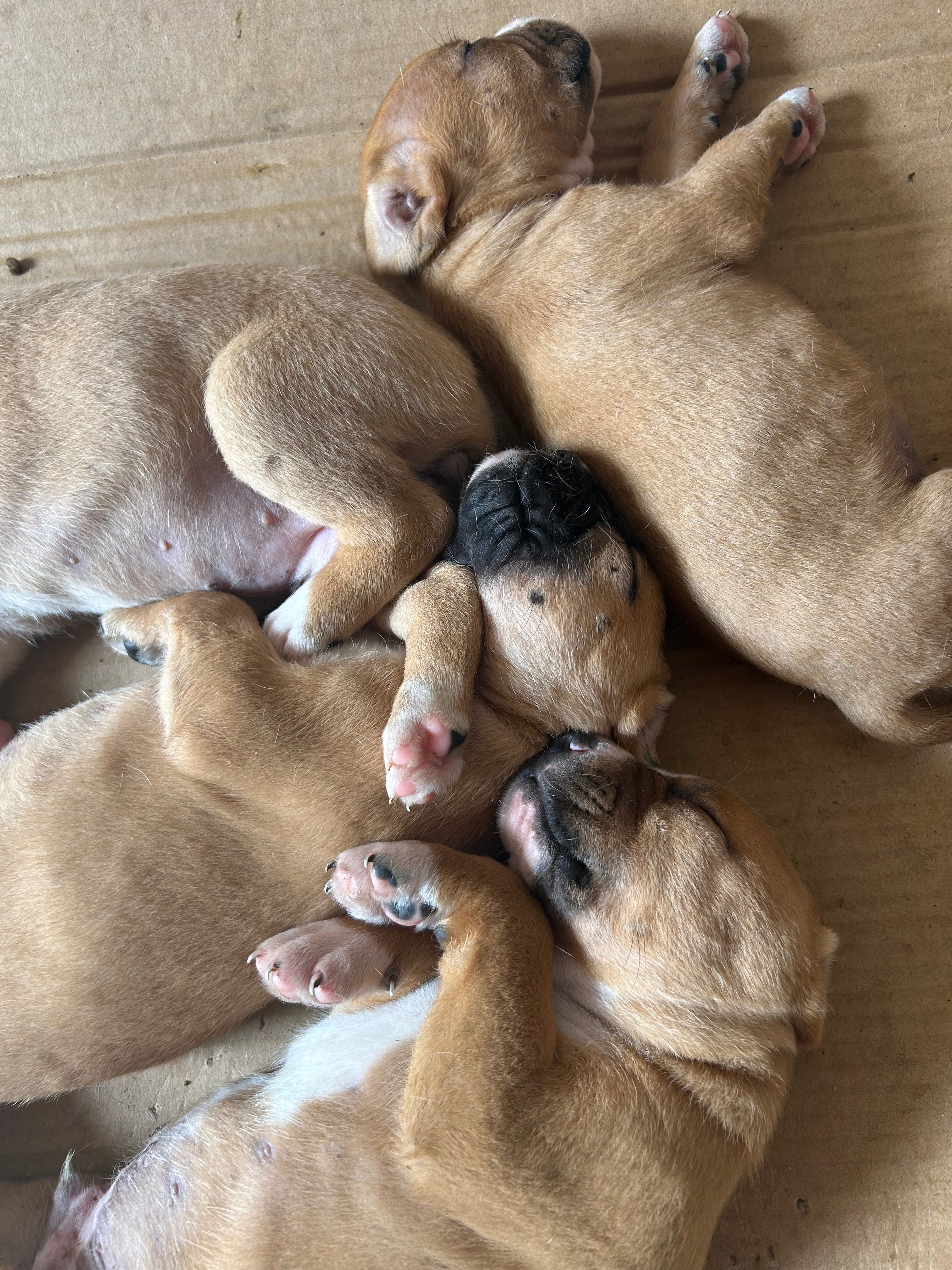 Boxer Bebé para Adoção
