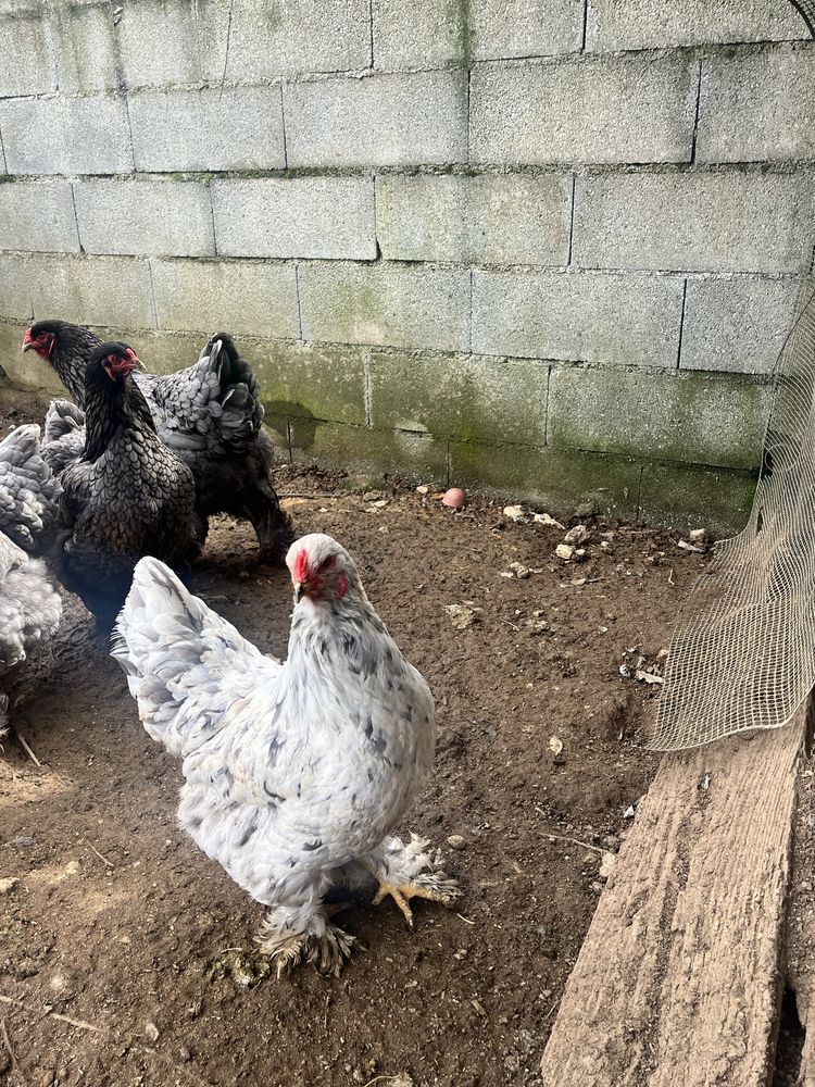 Ovos galinha Brahama Azul