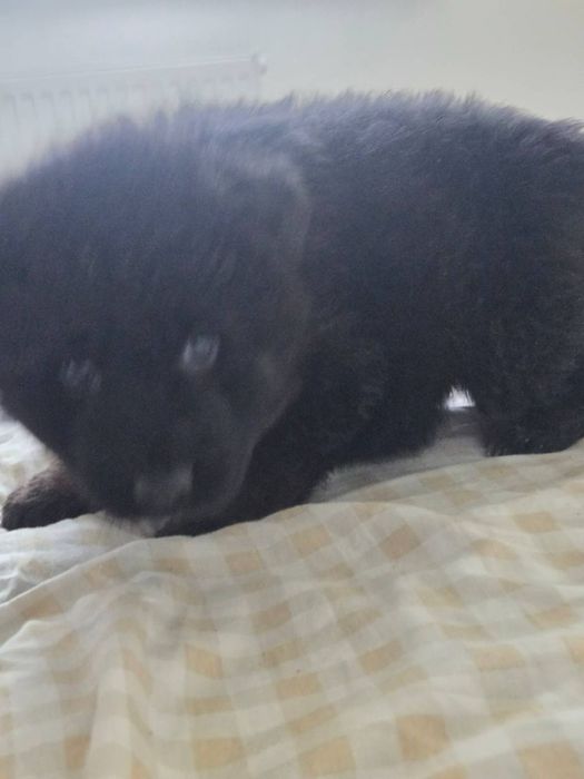 Witam sprzedam Suczke  Owczarek Niemiecki Dlugowlosy