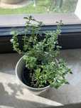 Tymianek variegata