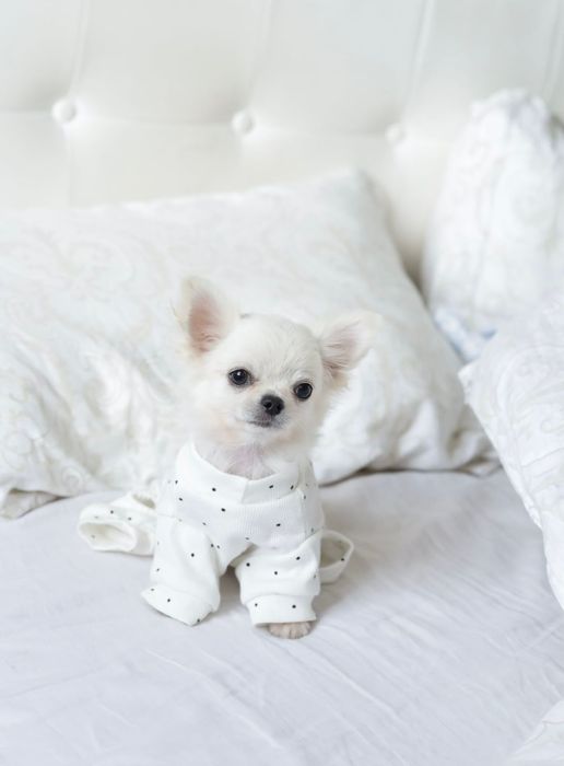 Tea cup chihuahua FCI