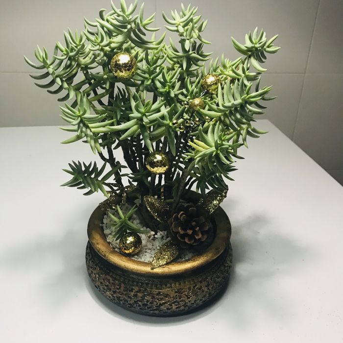 Suculentas em vaso para natal
