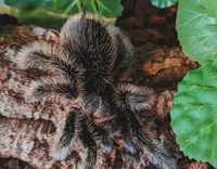 Паук птицеед Brachypelma Albopilosum самцы  L6/7