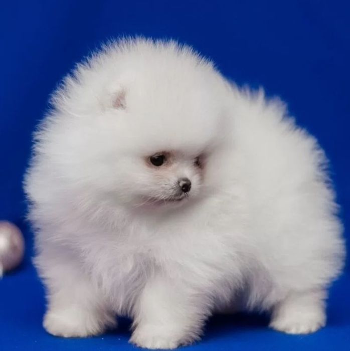 Раскошные шпицулики