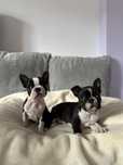 Boston terrier piesek